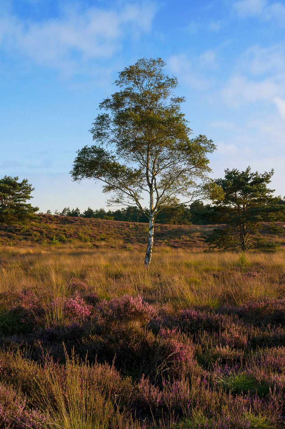 Birch tree on a heather field during high summer, Veluwe, the Netherlands
